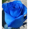 Tinted Roses - Blue